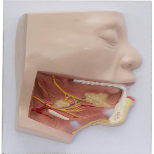 下颌下三角解剖模型