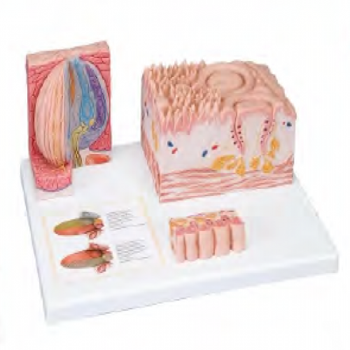 Brainstem amplification model