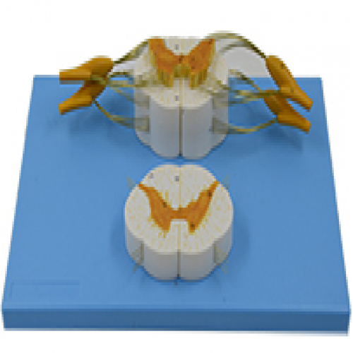 Spinal cord and spinal nerves model