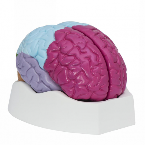 Brain lobe model