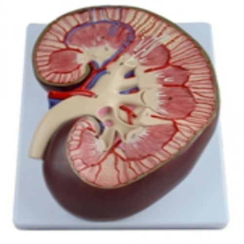 肾脏解剖放大模型