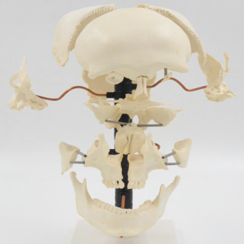 成人头颅骨骨性分离模型