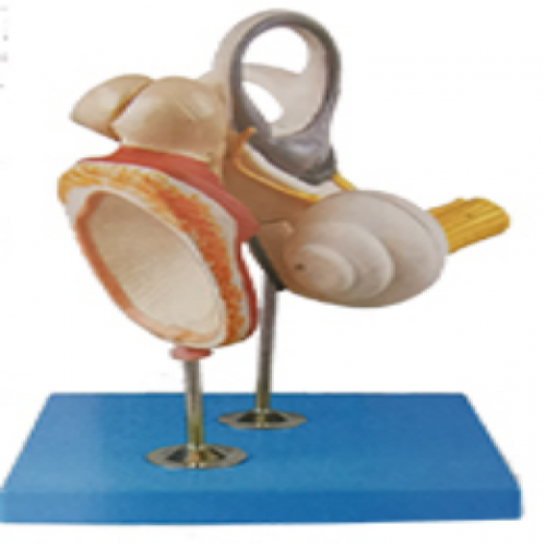  Inner Ear auditory ossicle and tympanic membrane model