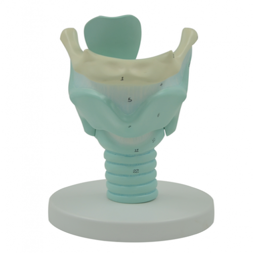 喉结构与功能放大模型（喉软骨模型）