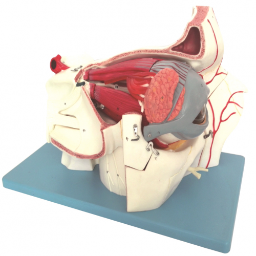  Eyeball and orbit with vessesis and nervous model