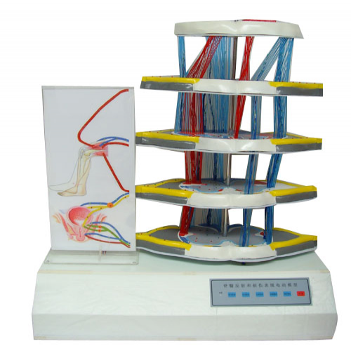 脊髓反射和损伤表现电动模型