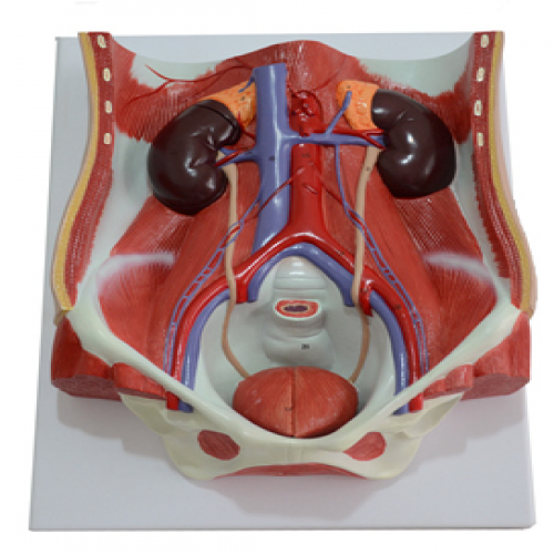 泌尿系统附腹后壁模型
