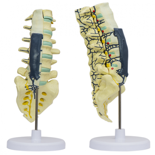 腰骶椎解剖与脊神经关系模型